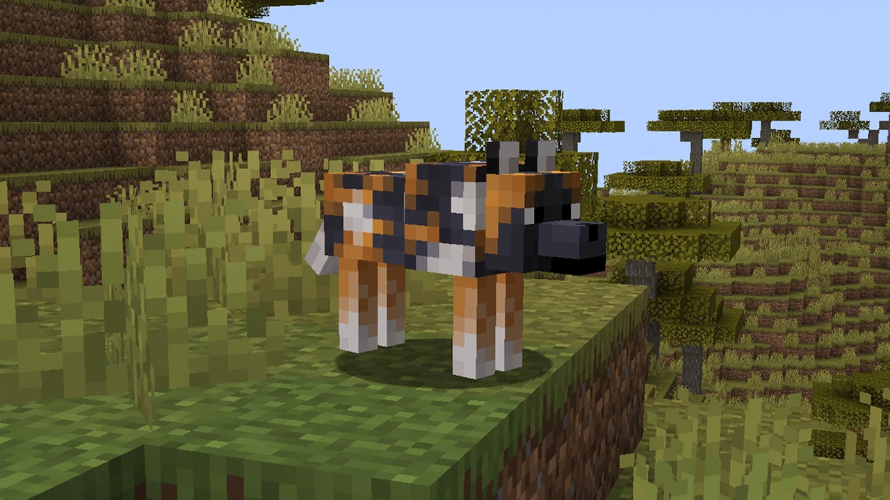 Meet the spotted wolf, one of the new Minecraft wolf variations, found in the savanna plateau! Meet the spotted wolf, one of the new Minecraft wolf variations, found in the savanna plateau!